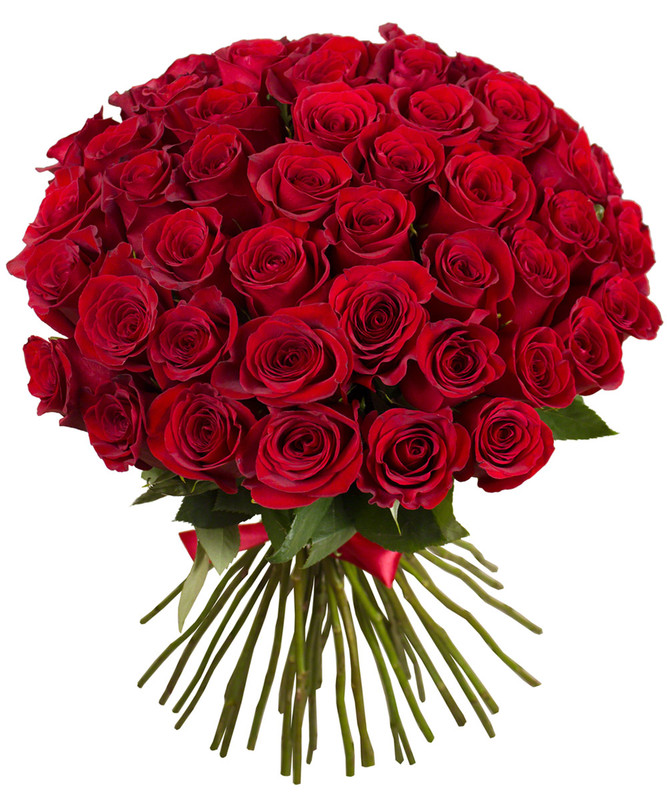 Round bouquet of 50 red roses with long green stems tied with a red ribbon on a white background.