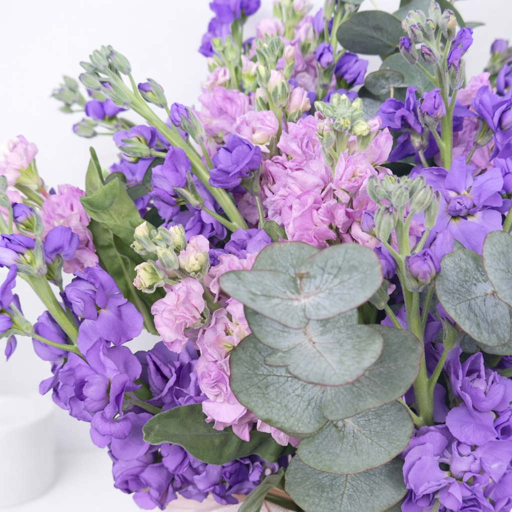 Macro close-up of purple and pink stock flowers with eucalyptus leaves.
