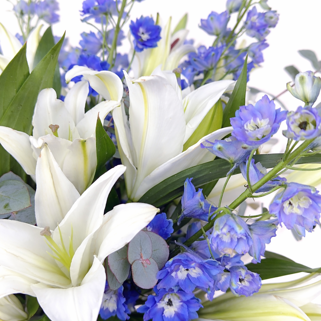 Macro close-up of white lily blooms and blue delphinium flowers with green leaves