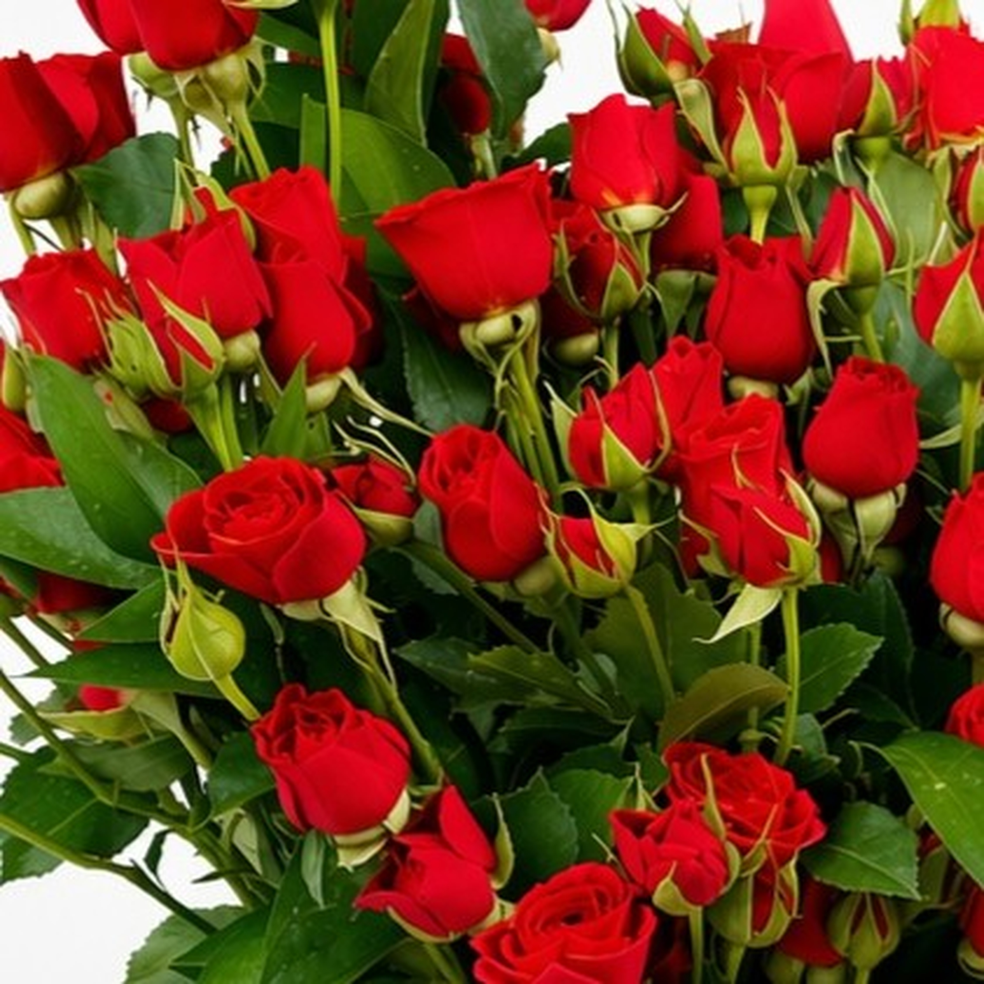 15 Red Spray Rose Passion Vase