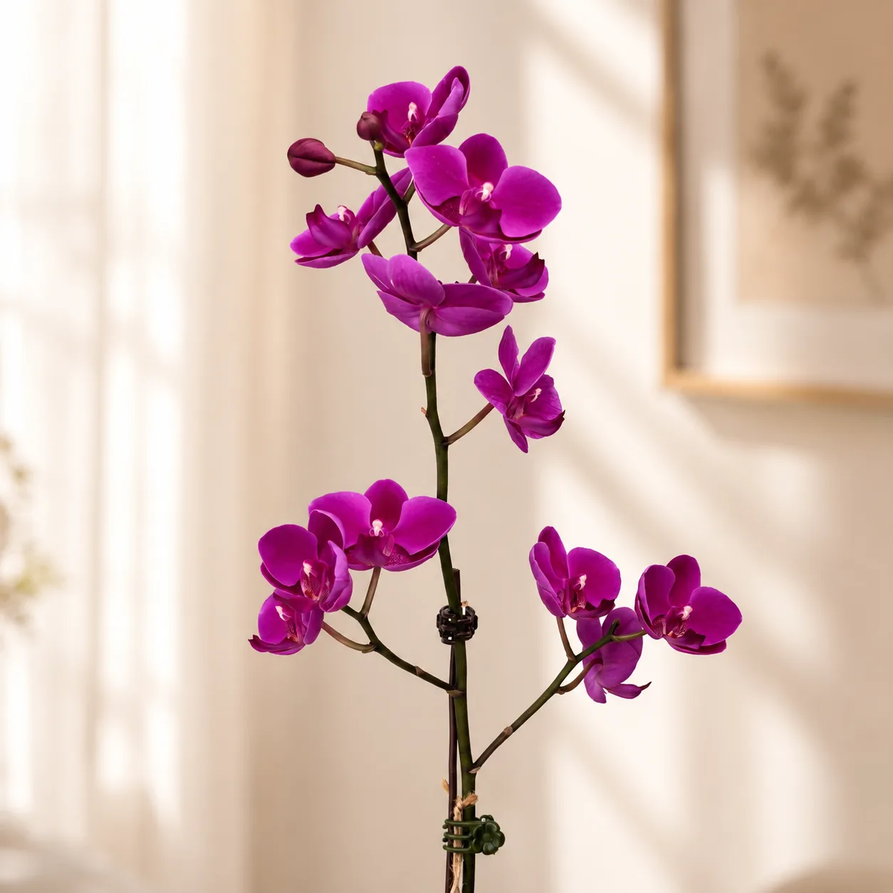 Elegant purple orchid plant with soft indoor backdrop