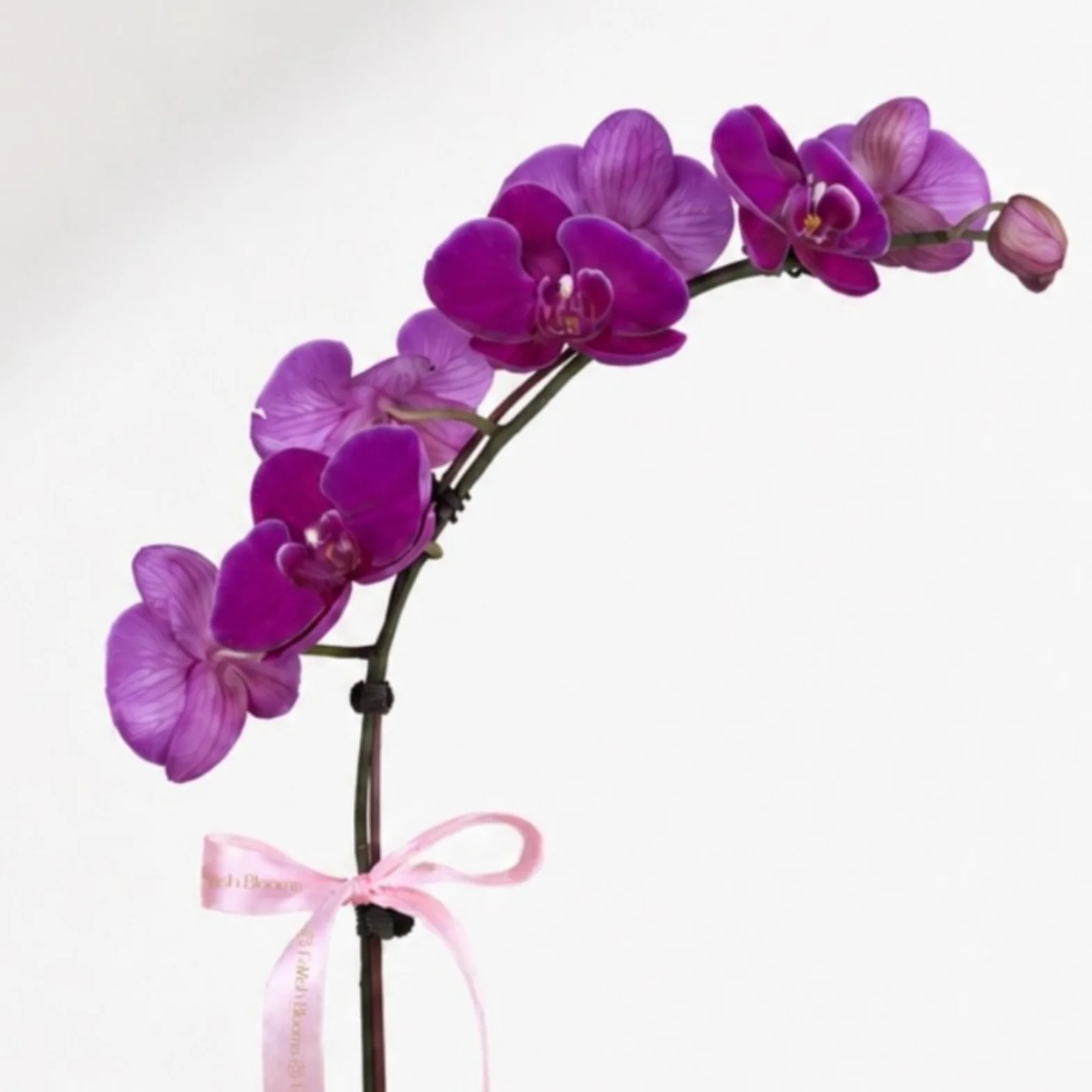Elegant purple orchid flower arrangement