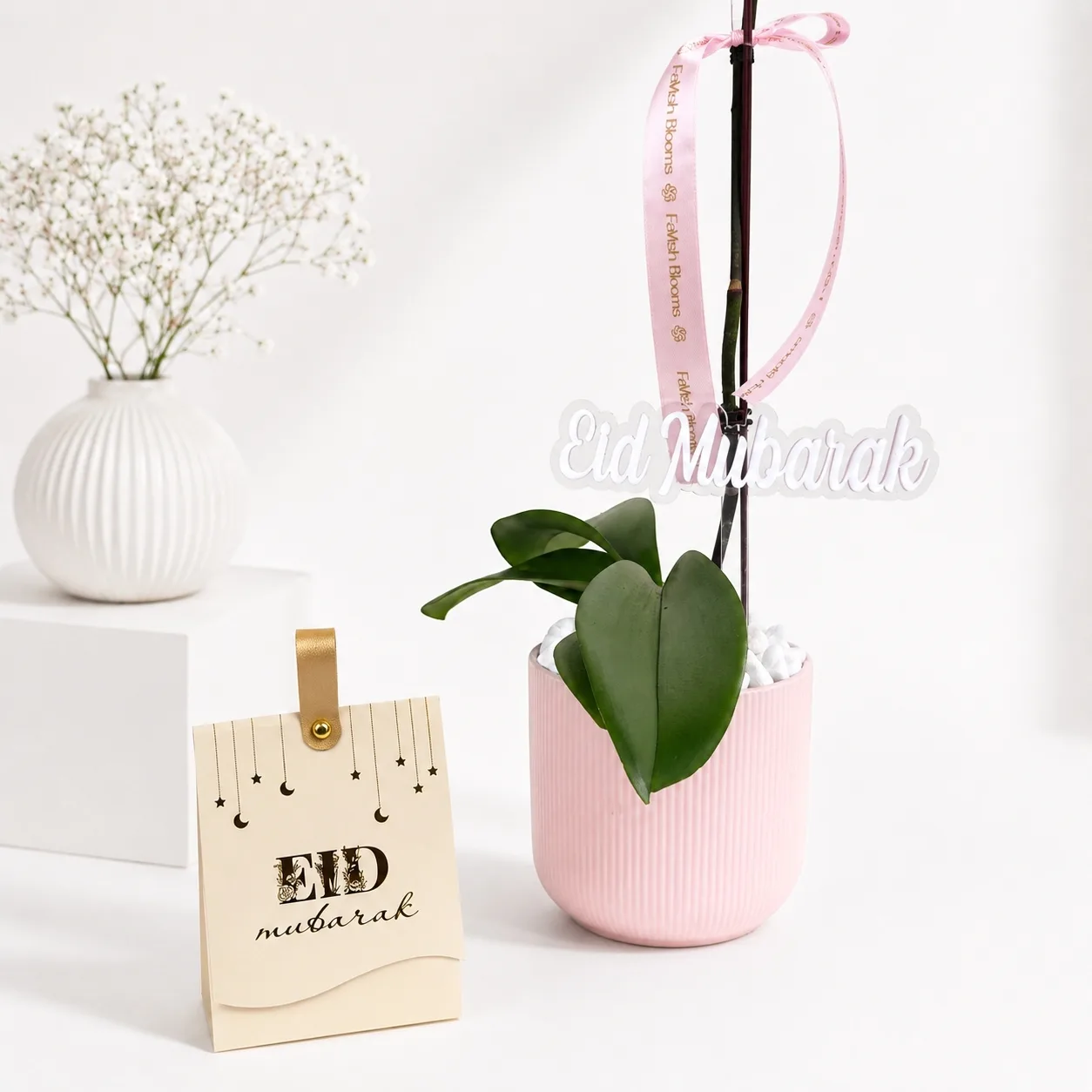 Single orchid plant gift in pink pot