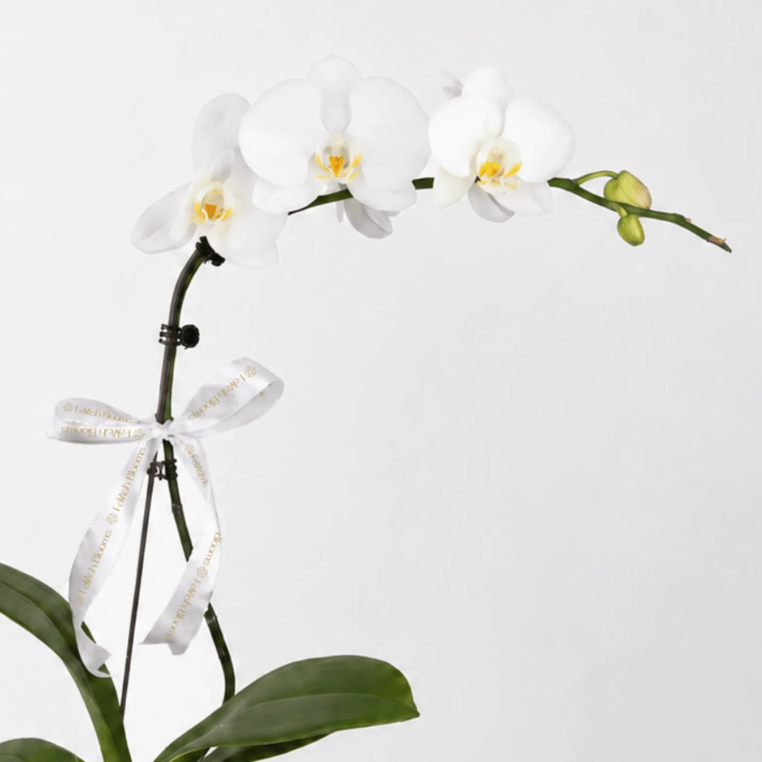 Elegant white orchid floral arrangement