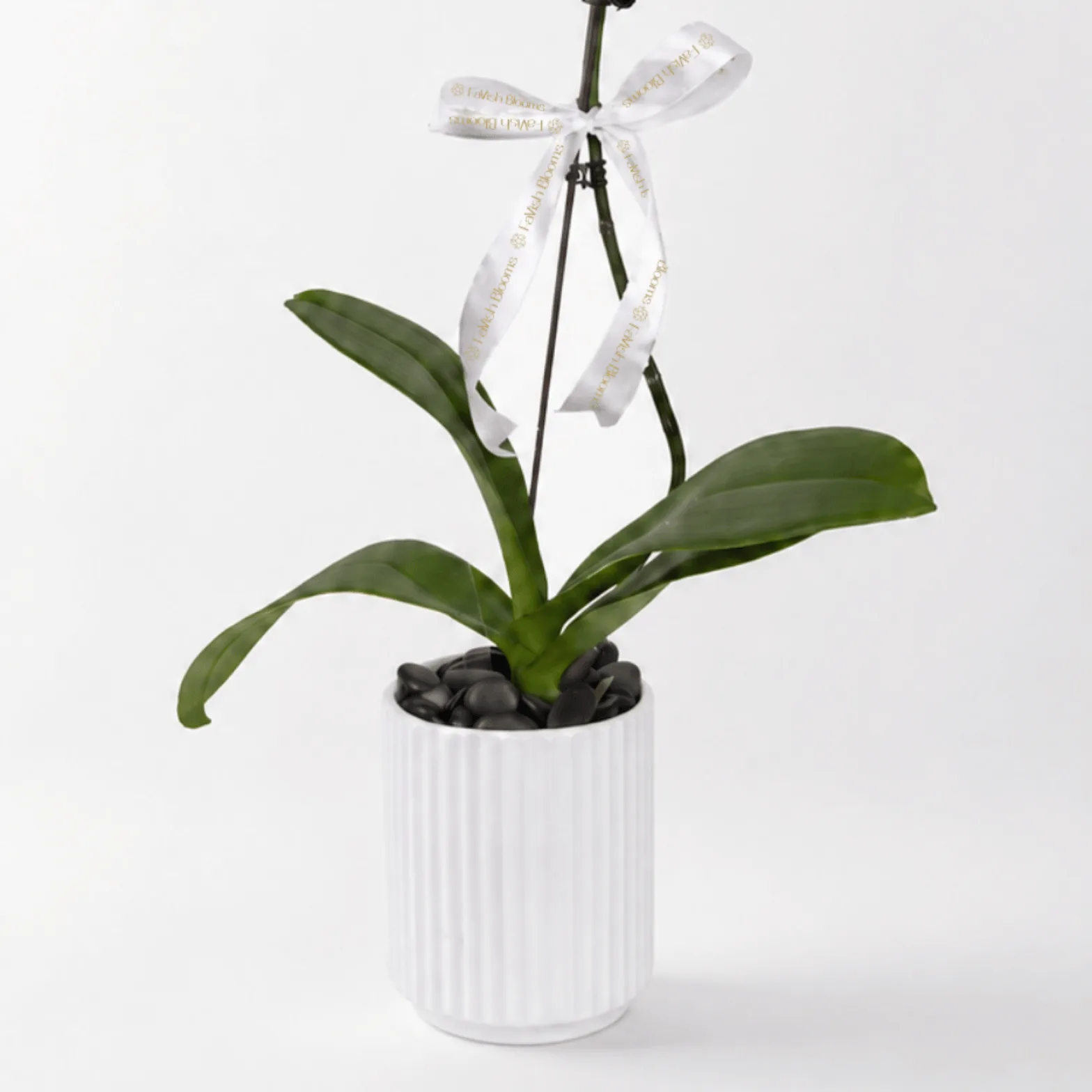 Minimal white orchid indoor plant