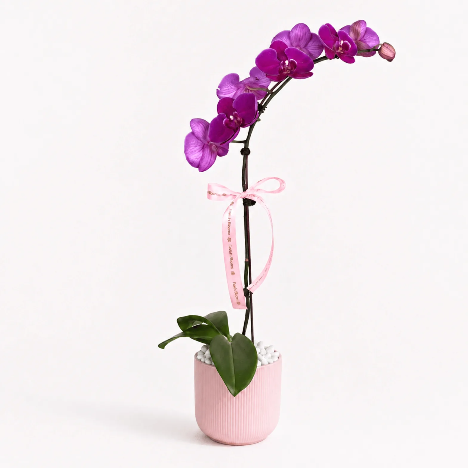 Purple orchid plant in pink ceramic pot